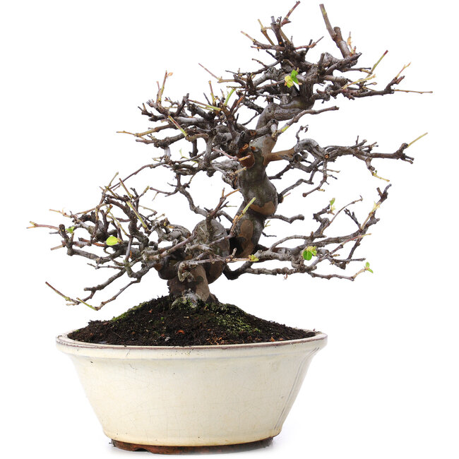 Pseudocydonia sinensis, 29,5 cm, ± 15 años