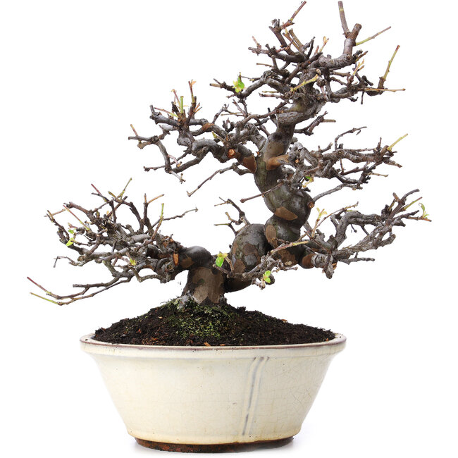 Pseudocydonia sinensis, 29,5 cm, ± 15 years old