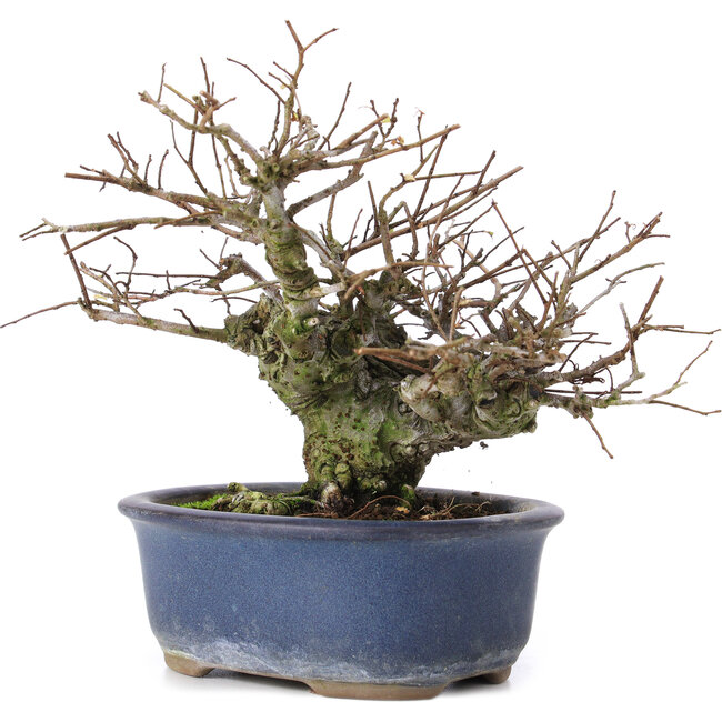 Ulmus parvifolia Nire, 13,5 cm, ± 20 Jahre alt