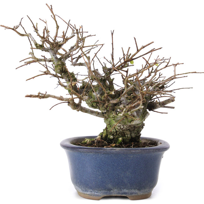Ulmus parvifolia Nire, 13,5 cm, ± 20 Jahre alt