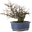 Ulmus parvifolia Nire, 13,5 cm, ± 20 years old