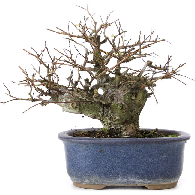 Ulmus parvifolia Nire, 13,5 cm, ± 20 jaar oud