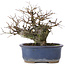 Ulmus parvifolia Nire, 13,5 cm, ± 20 years old