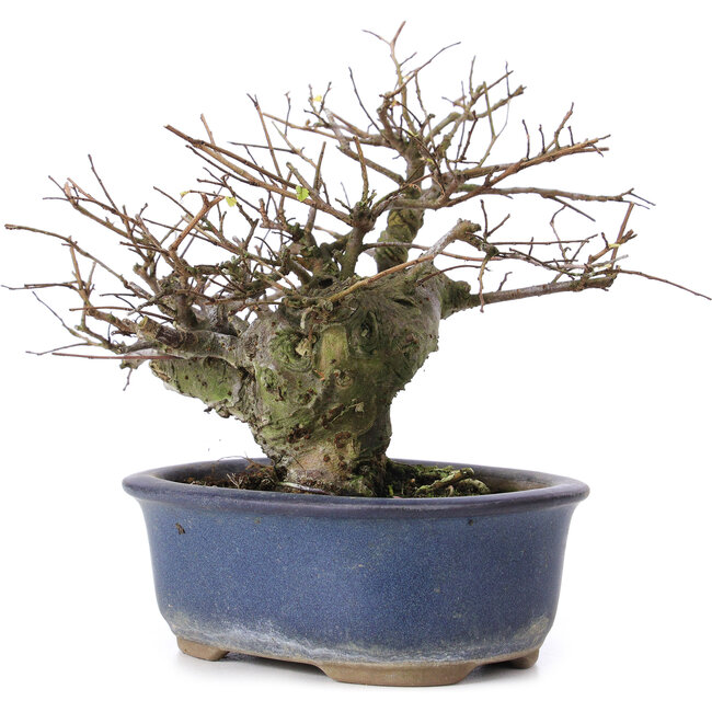 Ulmus parvifolia Nire, 13,5 cm, ± 20 años