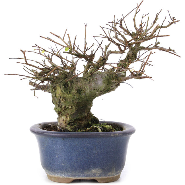 Ulmus parvifolia Nire, 13,5 cm, ± 20 years old