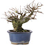 Ulmus parvifolia Nire, 13,5 cm, ± 20 years old