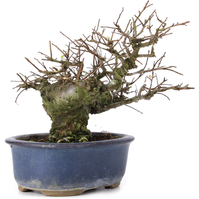 Ulmus parvifolia Nire, 13,5 cm, ± 20 jaar oud