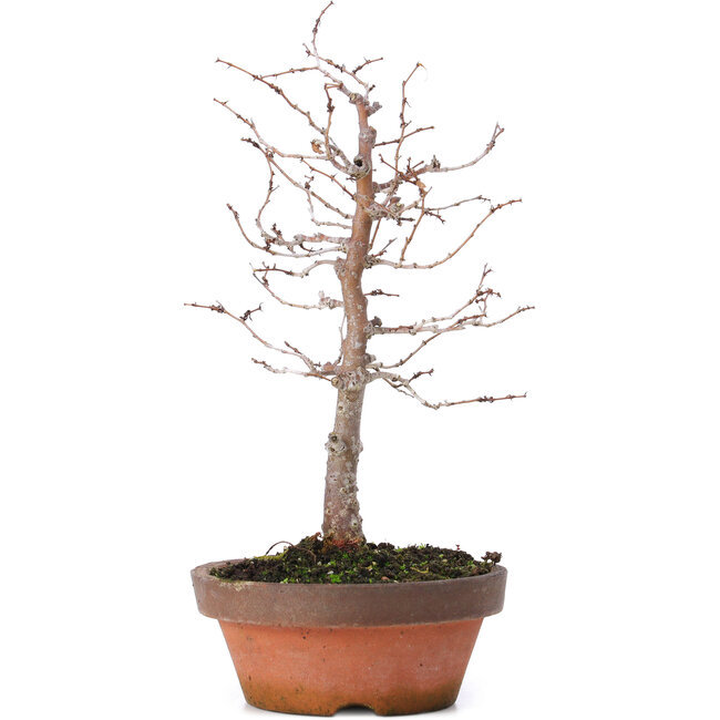 Zelkova serrata, 17 cm, ± 10 jaar oud