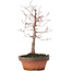 Zelkova serrata, 17 cm, ± 10 Jahre alt