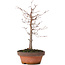 Zelkova serrata, 17 cm, ± 10 Jahre alt