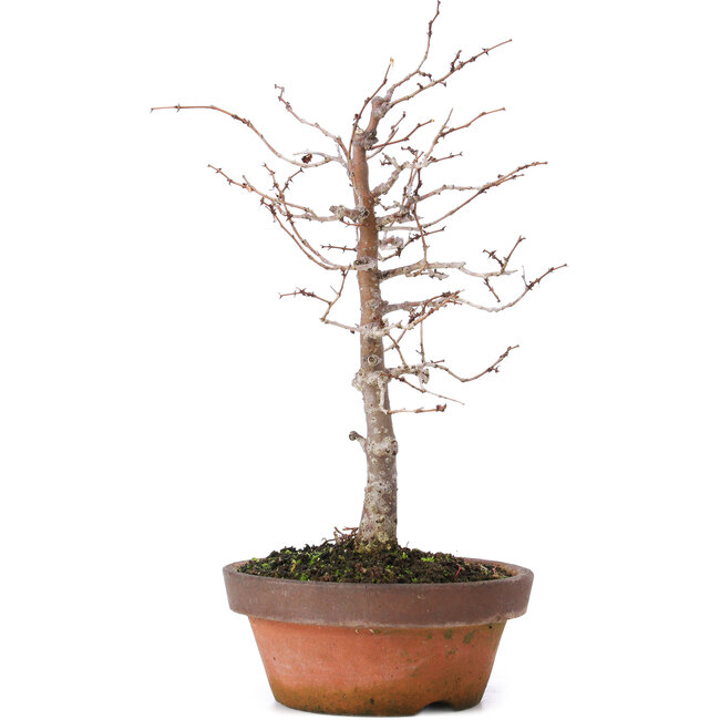 Zelkova serrata, 17 cm, ± 10 ans