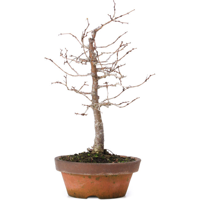 Zelkova serrata, 17 cm, ± 10 anni