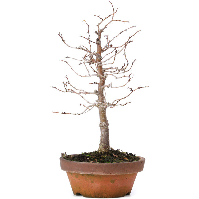 Zelkova serrata, 17 cm, ± 10 years old