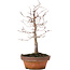 Zelkova serrata, 17 cm, ± 10 jaar oud