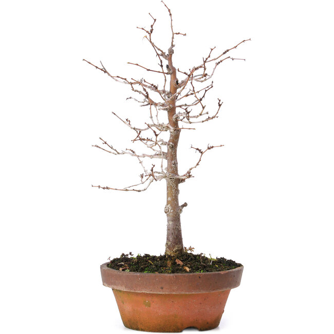 Zelkova serrata, 17 cm, ± 10 jaar oud