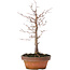 Zelkova serrata, 17 cm, ± 10 years old