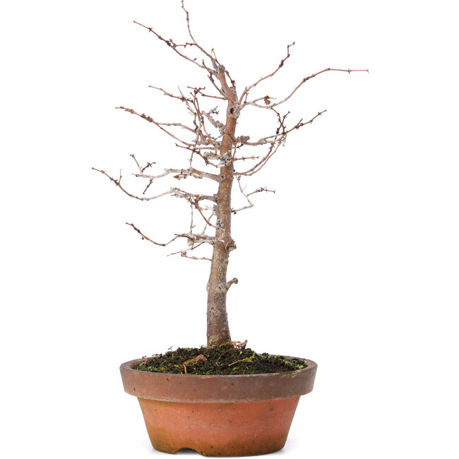 Zelkova serrata, 17 cm, ± 10 anni