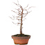 Zelkova serrata, 17 cm, ± 10 Jahre alt