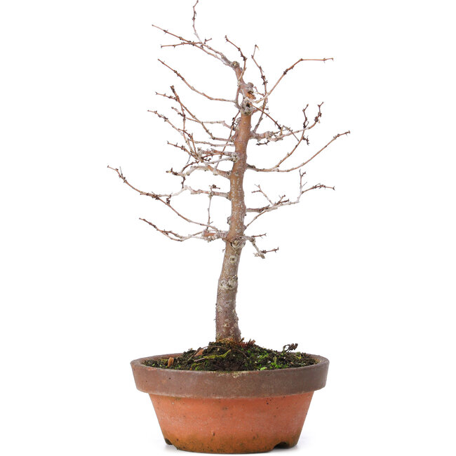 Zelkova serrata, 17 cm, ± 10 ans