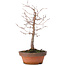 Zelkova serrata, 17 cm, ± 10 jaar oud