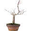 Zelkova serrata, 15,5 cm, ± 10 Jahre alt