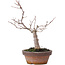 Zelkova serrata, 15,5 cm, ± 10 Jahre alt