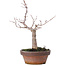 Zelkova serrata, 15,5 cm, ± 10 Jahre alt