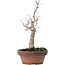 Zelkova serrata, 15,5 cm, ± 10 years old