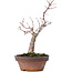 Zelkova serrata, 15,5 cm, ± 10 years old