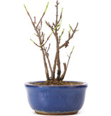Acer buergerianum Miyasama, 15,5 cm, ± 4 years old