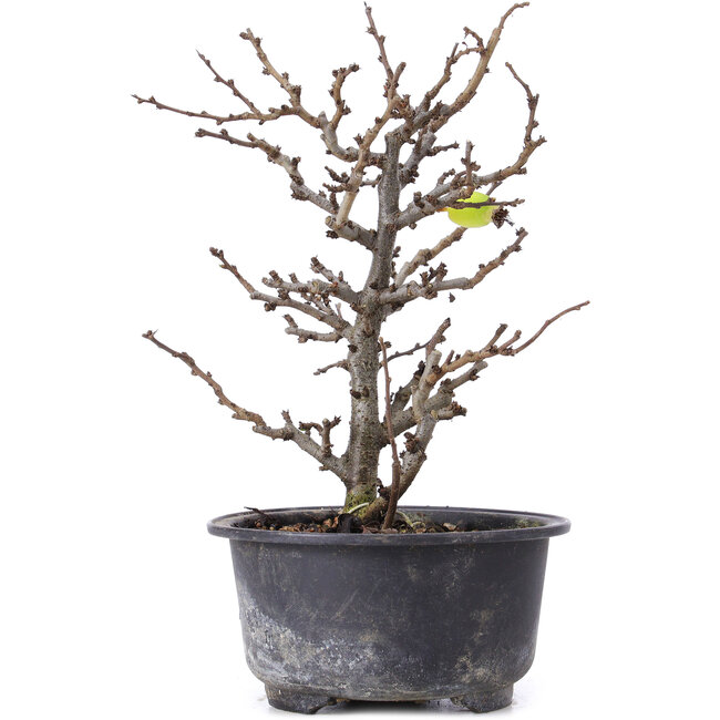 Chaenomeles speciosa, 19 cm, ± 8 anni, con fiori rossi e frutti gialli