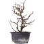 Chaenomeles speciosa, 19 cm, ± 8 anni, con fiori rossi e frutti gialli