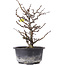 Chaenomeles speciosa, 19 cm, ± 8 anni, con fiori rossi e frutti gialli