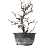 Chaenomeles speciosa, 19 cm, ± 8 anni, con fiori rossi e frutti gialli