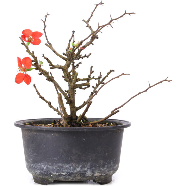 Chaenomeles speciosa, 15 cm, ± 8 anni, con fiori rossi e frutti gialli