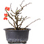 Chaenomeles speciosa, 15 cm, ± 8 anni, con fiori rossi e frutti gialli