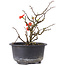 Chaenomeles speciosa, 15 cm, ± 8 years old, with red flowers and yellow fruit