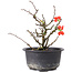 Chaenomeles speciosa, 15 cm, ± 8 anni, con fiori rossi e frutti gialli