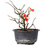 Chaenomeles speciosa, 15 cm, ± 8 years old, with red flowers and yellow fruit