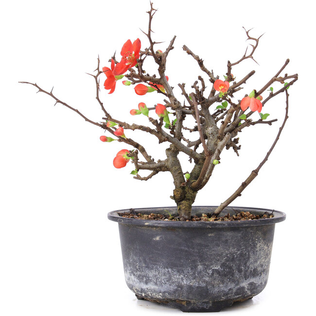 Chaenomeles speciosa, 14,5 cm, ± 8 anni, con fiori rossi e frutti gialli