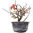 Chaenomeles speciosa, 14,5 cm, ± 8 anni, con fiori rossi e frutti gialli