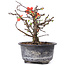 Chaenomeles speciosa, 14,5 cm, ± 8 anni, con fiori rossi e frutti gialli