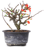 Chaenomeles speciosa, 14,5 cm, ± 8 years old, with red flowers and yellow fruit