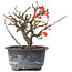 Chaenomeles speciosa, 14,5 cm, ± 8 anni, con fiori rossi e frutti gialli