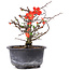 Chaenomeles speciosa, 14,5 cm, ± 8 anni, con fiori rossi e frutti gialli