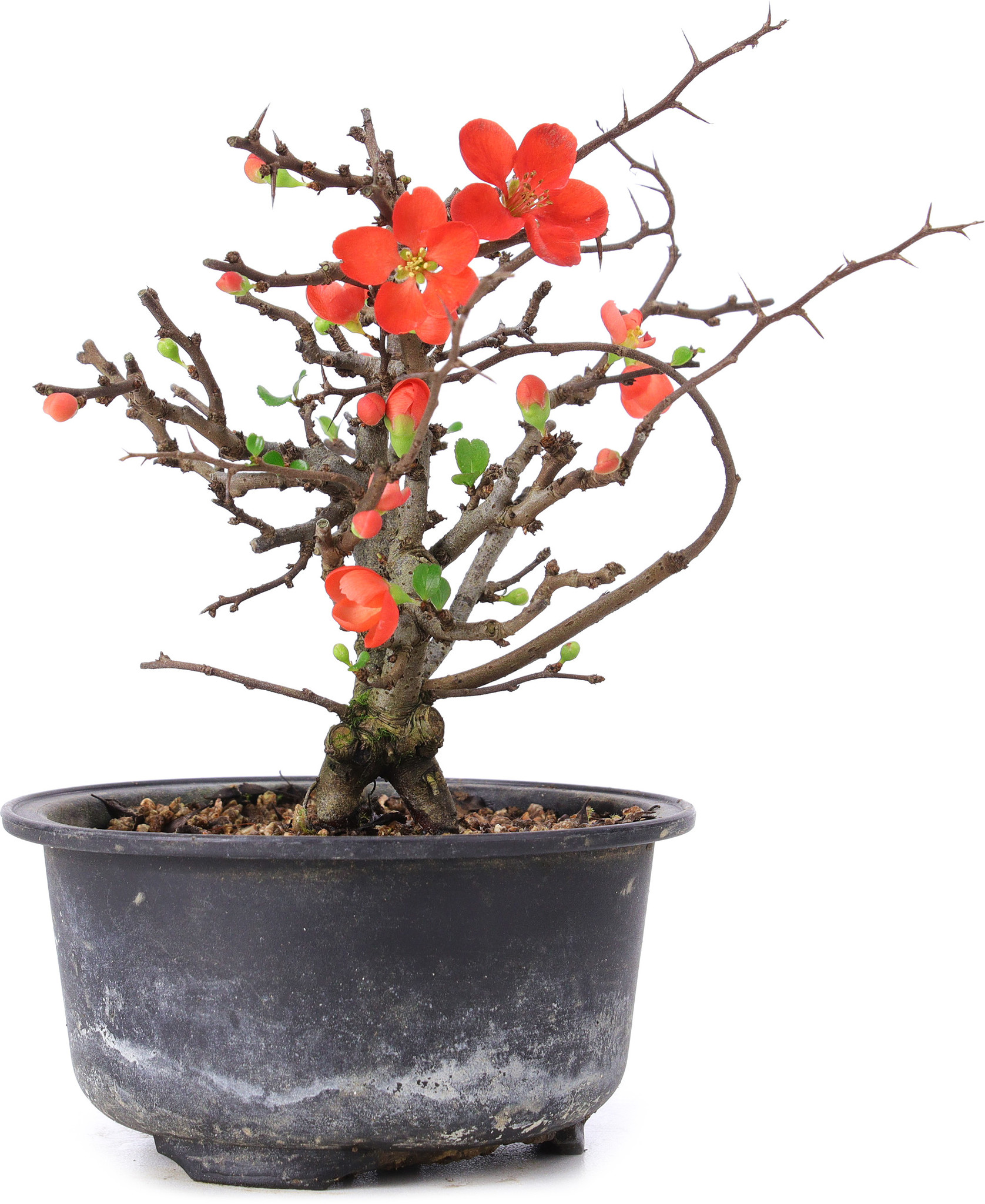 Chaenomeles speciosa, 14,5 cm, ± 8 Jahre alt, mit roten Blüten und