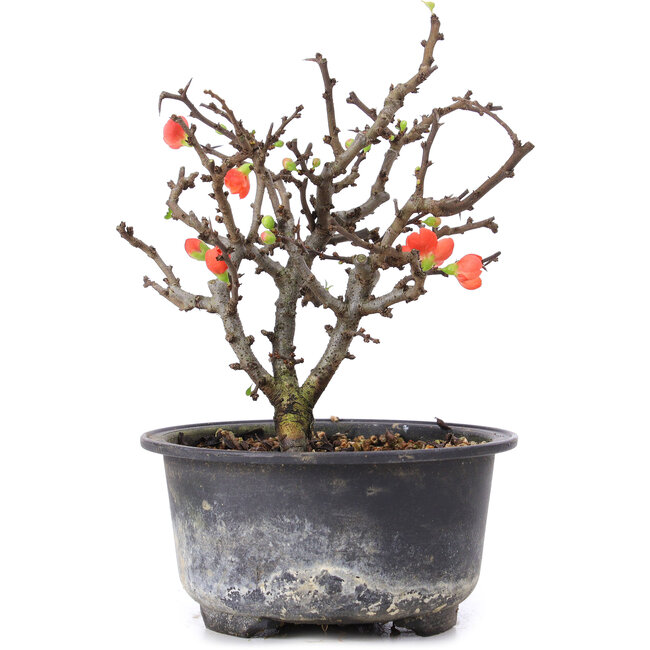 Chaenomeles speciosa, 16 cm, ± 8 jaar oud, met rode bloemen en geel fruit