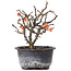 Chaenomeles speciosa, 16 cm, ± 8 jaar oud, met rode bloemen en geel fruit