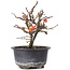 Chaenomeles speciosa, 16 cm, ± 8 years old, with red flowers and yellow fruit