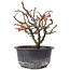 Chaenomeles speciosa, 16 cm, ± 8 jaar oud, met rode bloemen en geel fruit